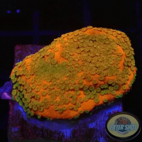 Montipora spp. “Tropic Thunder”