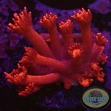 Goniopora spp. „Ultra Rose“ AD Special