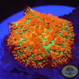 Rhodactis spp. „Forest Fire“ 🔥 AD Special