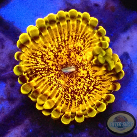 Krustenanemonen „Soprano“ WYSIWYG „AD Special“