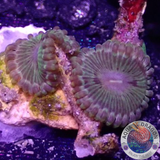 Krustenanemonen „Gremlin“ AD Special