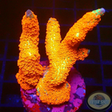 Montipora samarensis „Forest Fire“ WYSIWYG