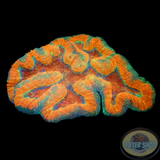 Symphyllia spp. „Above the Rim“ WYSIWYG „AD Special“