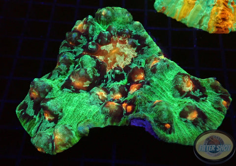 Mycedium spp. „Darth Lord“ WYSIWYG