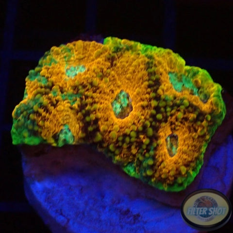 Acanthastrea echinata „True Eyes“ WYSIWYG „AD Special“