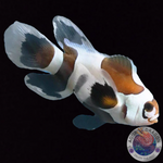 Amphiprion ocellaris „Black Storm Longfin“ Nachzucht