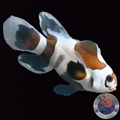 Amphiprion ocellaris „Black Storm Longfin“ Nachzucht