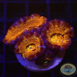 Micromussa spp. „Rainbow“