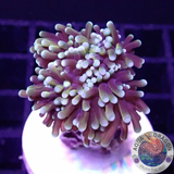 Euphyllia glabrescens „Baby Master“ WYSIWYG