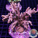 Montipora spp. „Bubble Gum“ WYSIWYG „AD Special“