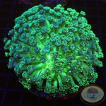 Goniopora spp. „Nuke Daisy“ WYSIWYG „AD Special“