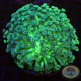 Goniopora spp. „Nuke Daisy“ WYSIWYG „AD Special“