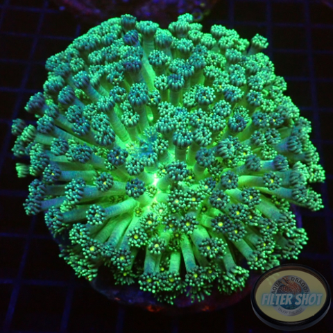 Goniopora spp. „Nuke Daisy“ WYSIWYG „AD Special“