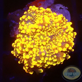 Ricordea yuma „Orange Bear“ WYSIWYG „AD Special“