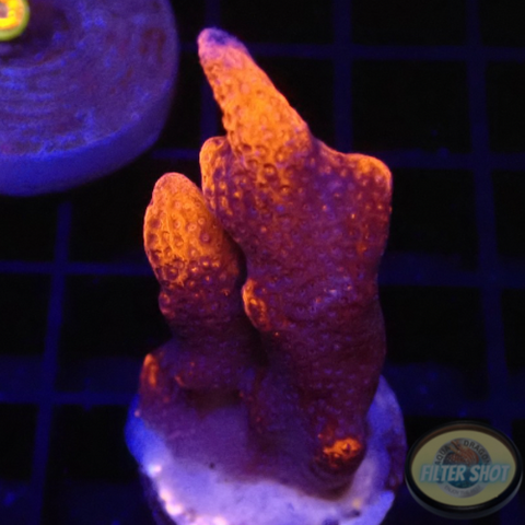 Montipora digitata “Bloody Mary” WYSIWYG