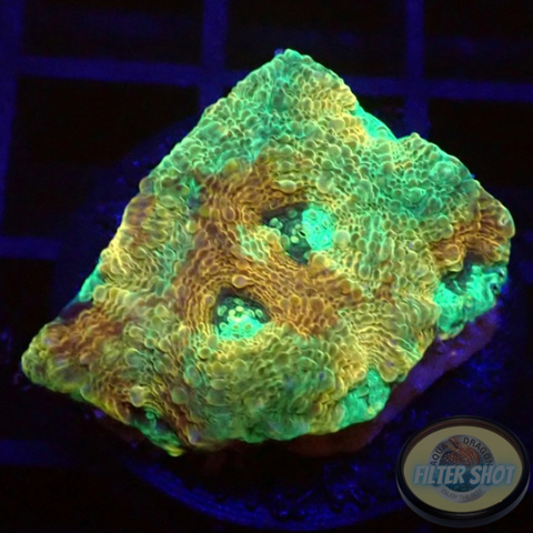 Acanthastrea echinata „Moony“ WYSIWYG