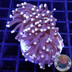 Euphyllia glabrescens „Blacky“ AD Special“