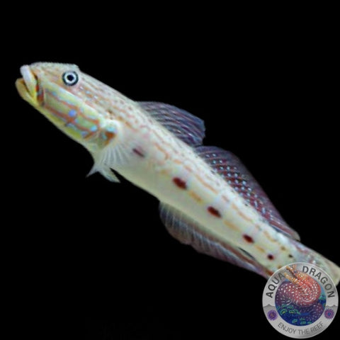 Valenciennea longipinnis „Langflossen Grundel“
