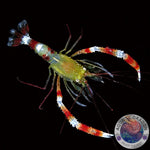 Stenopus zanzibaricus „Zanzibar-Scherengarnele“