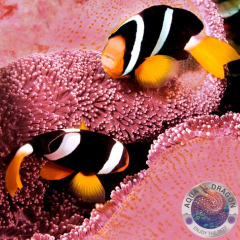 Amphiprion clarkii „Clarks-Anemonenfisch“ Nachzucht