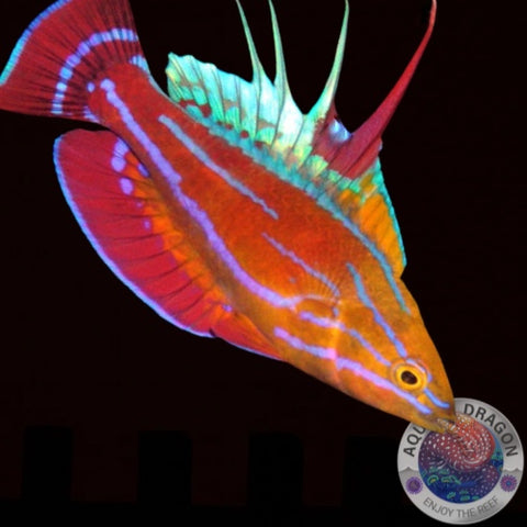 Paracheilinus cyaneus „Blauer Zwerglippfisch“ männlich