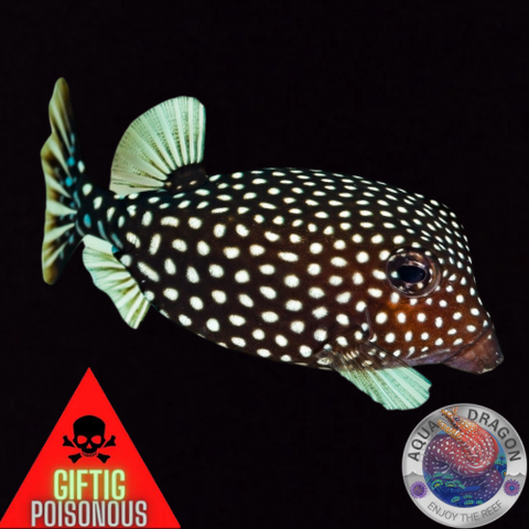 Ostracion meleagris „Weißtüfpel-Kofferfisch“ weiblich