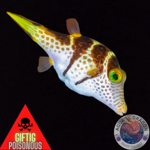 Canthigaster valentini „Sattel-Spitzkopfkugelfisch“