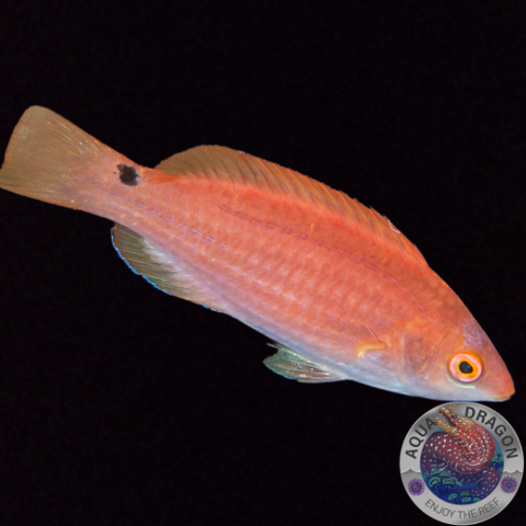 Cirrhilabrus lubbocki „Lubbocks Zwerglippfisch“ weiblich