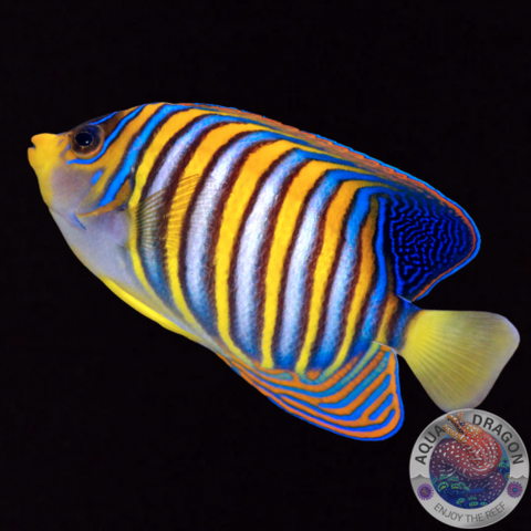Pygoplites diacanthus „Pfauenkaiserfisch“
