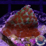 Montipora spp. „Reverse Sunset“ WYSIWYG „AD Special“