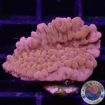 Montipora palawanensis „Flaming Phoenix“