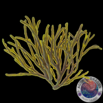 Codium fragile „Grün Algae“