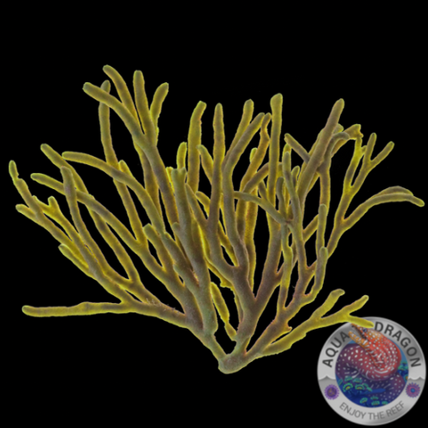 Codium fragile „Grün Algae“