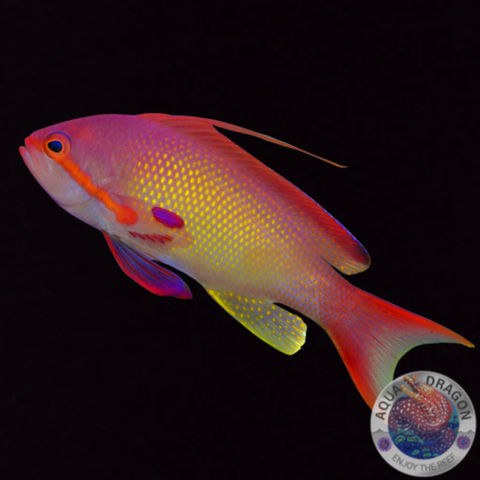 Pseudanthias squamipinnis „Juwelen Fahnenbarsch“ männlich