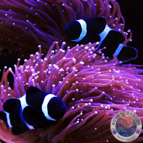 Amphiprion ocellaris black „Schwarzer Clownfisch“ Paar Nachzucht