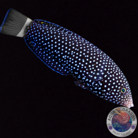 Anampses lineatus „Linien-Lippfisch“