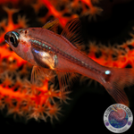 Apogon coccineus „Kardinalbarsch“