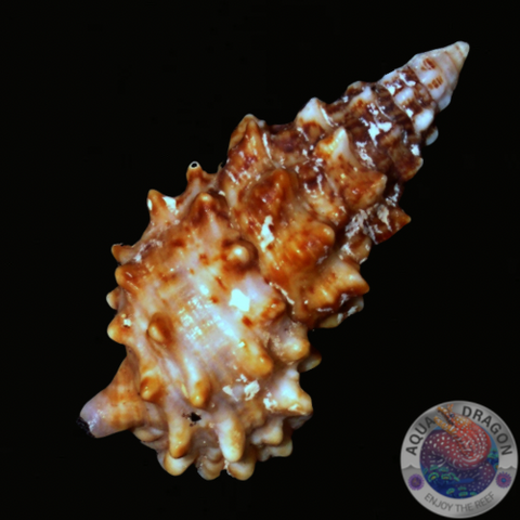 Cerithium echinatum "Nadelschnecke"