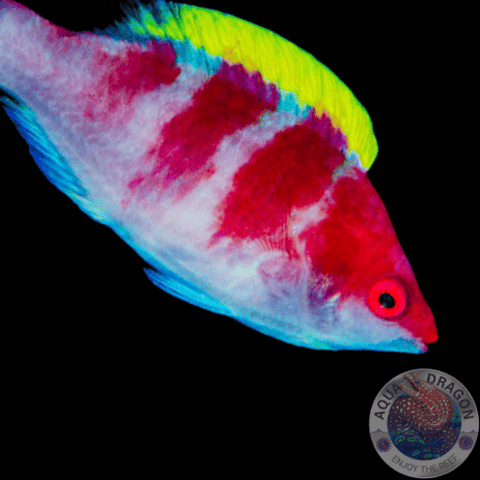 Cirrhilabrus flavidorsalis „Gelbrücken-Zwerglippfisch“ männlich