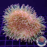 Sarcophyton spp. „Hedgehog“