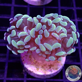 Euphyllia baliensis „Golden Nugget“