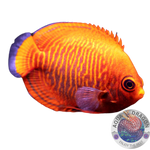 Centropyge aurantia „Goldstreifen-Zwergkaiserfisch“ Nachzucht