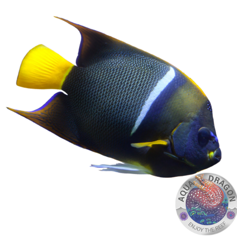 Holacanthus passer „Kaiser von Mexiko“ Nachzucht