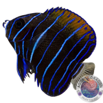 Pomacanthus navarchus „Traumkaiser“ Nachzucht