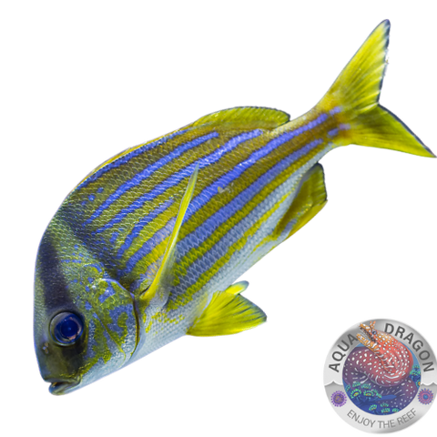 Anisotremus virginicus „Schweins-Grunzer“ Nachzucht