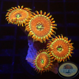 Krustenanemonen „Magician“