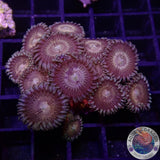 Krustenanemonen „Nirvana“
