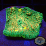 Echinophyllia spp. „Yellow Eye“ WYSIWYG AD Special