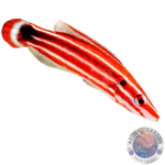 Bodianus neopercularis „Lippfisch“