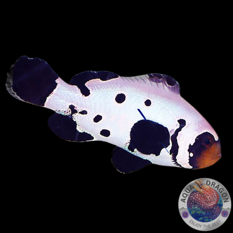 Amphiprion occellaris “Black Frostbite” Nachzucht